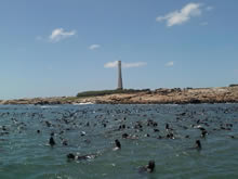 isla de lobos, punta del este